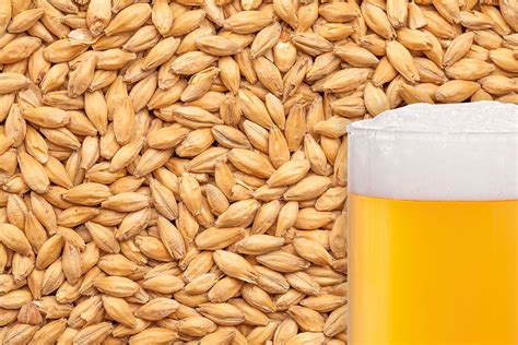 buy malted barley for brewing.